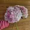 Hortensia Epifanía por unidad
