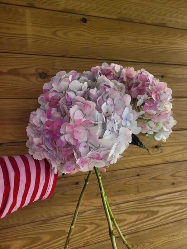 Hortensia Epifanía por unidad