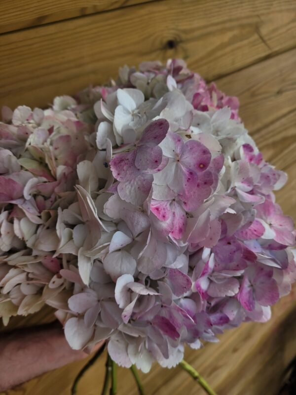 Hortensia Epifanía por unidad