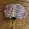 Hortensia Epifanía por unidad