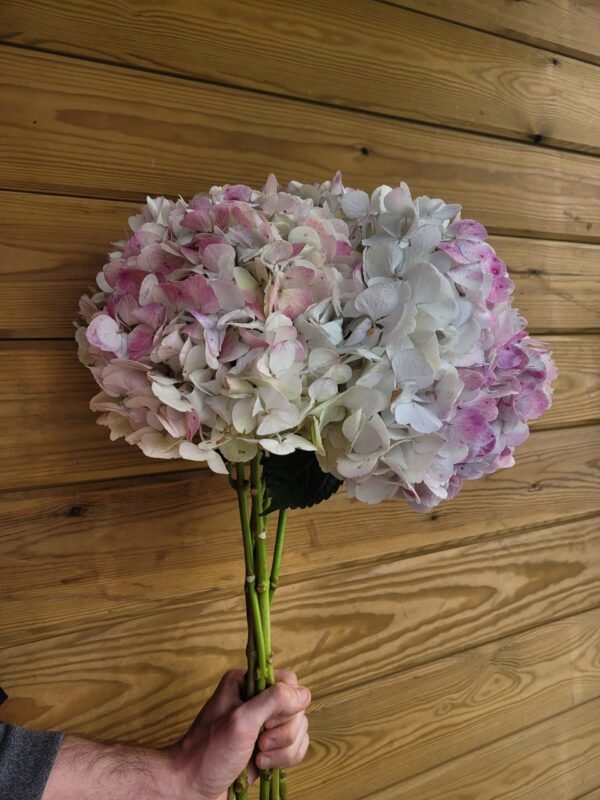 Hortensia Epifanía por unidad