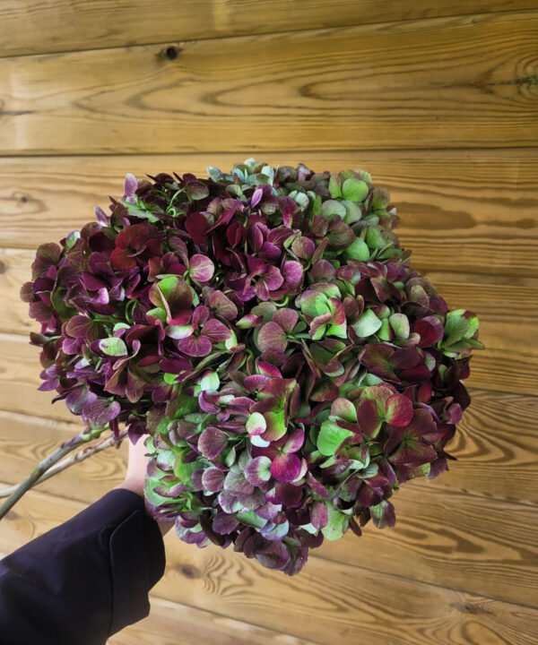 "Primavera" Hortensias por unidad