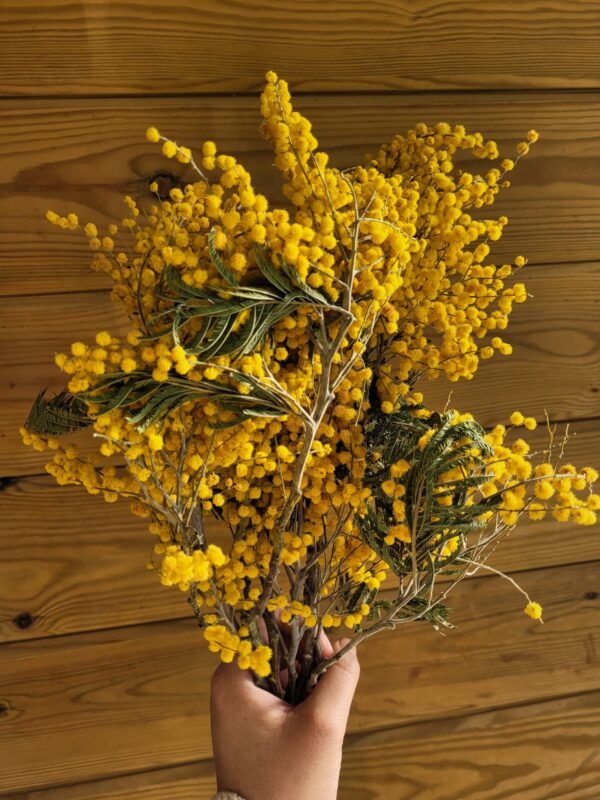 Mimosa preservada