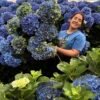 IMG_2437 Hortensia “arcoíris” XL para secar.