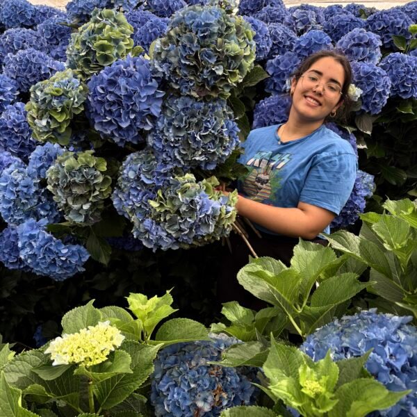 Hortensia “arcoíris” XL para secar.
