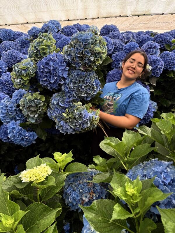 IMG_2437 Hortensia “arcoíris” XL para secar.