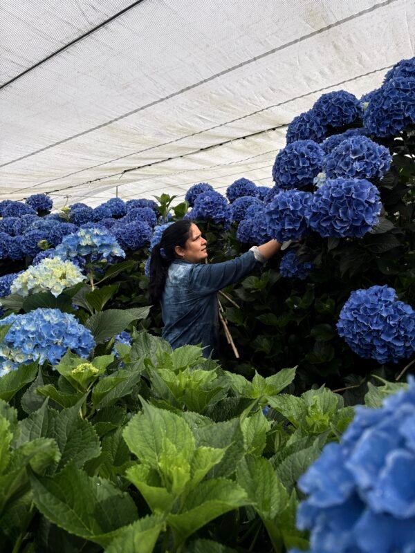 IMG_2443 Hortensia “arcoíris” XL para secar.