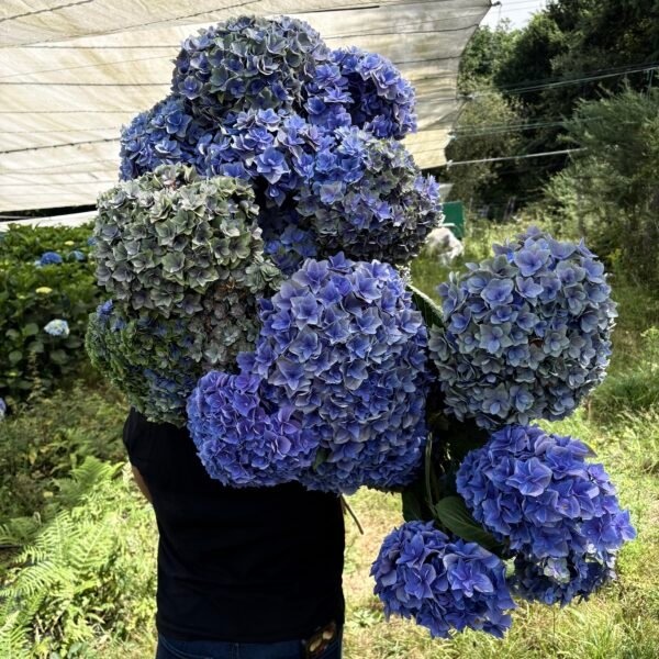 Hortensia doble pétalo