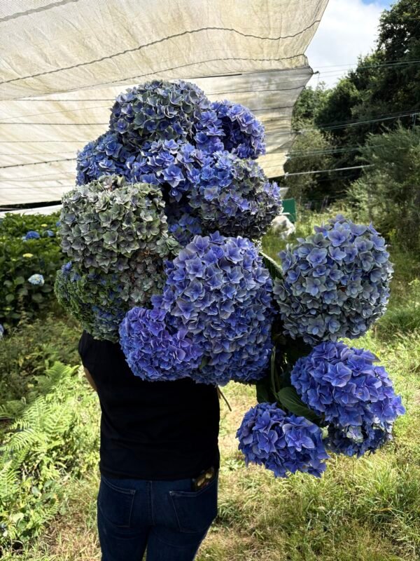 Hortensia doble pétalo