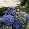 Hortensia doble pétalo