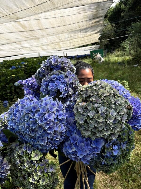 Hortensia doble pétalo
