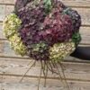 Hortensia doble pétalo para secar
