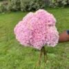Hortensia rosa por unidad