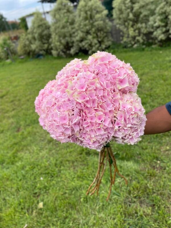 Hortensia rosa por unidad