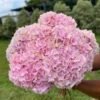 Hortensia rosa por unidad