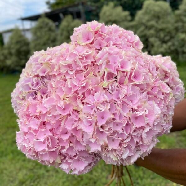 Hortensia rosa por unidad