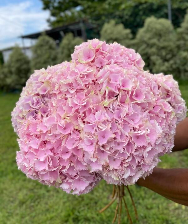 Hortensia rosa por unidad