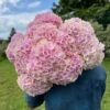 Hortensia rosa por unidad