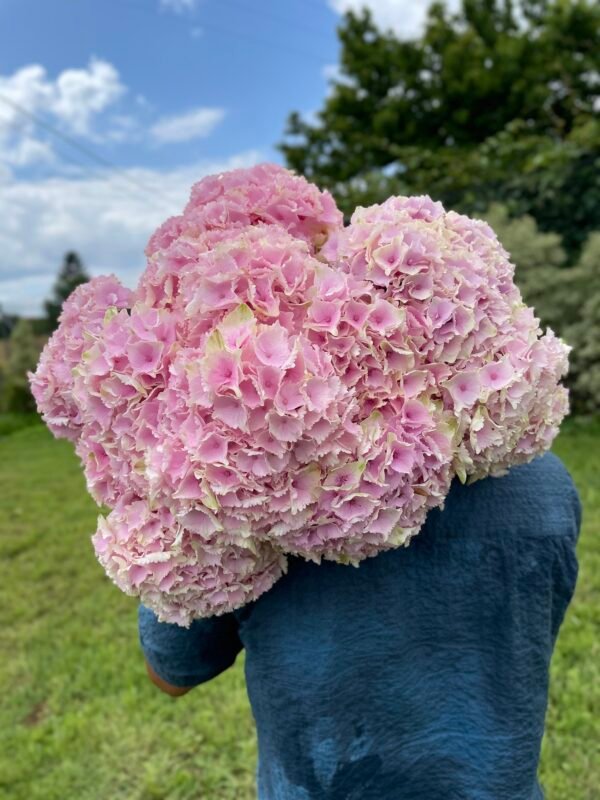 Hortensia rosa por unidad