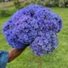 Hortensia morada doble pétalo por unidad