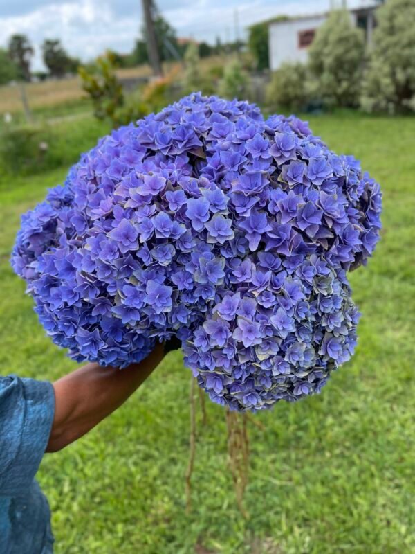 Hortensia morada doble pétalo por unidad