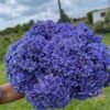 Hortensia morada doble pétalo por unidad