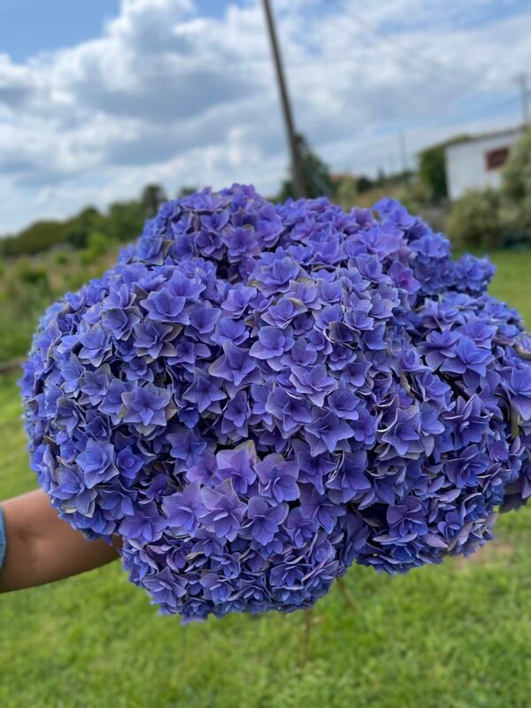 Hortensia morada doble pétalo por unidad