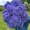 Hortensia morada doble pétalo por unidad