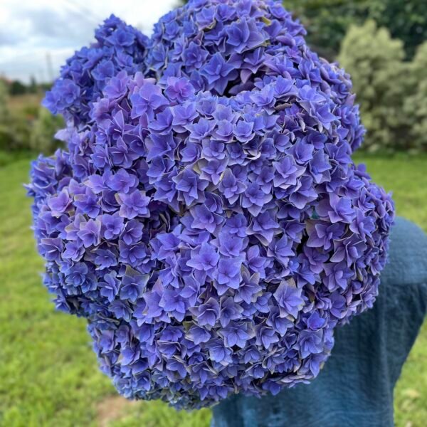Hortensia morada doble pétalo por unidad