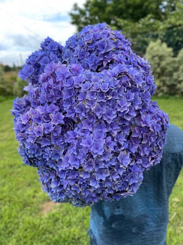 Hortensia morada doble pétalo por unidad