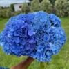 Hortensia azul por unidad