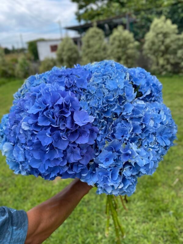 Hortensia azul por unidad