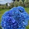 Hortensia azul por unidad