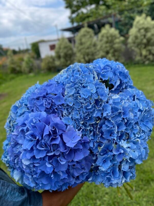 Hortensia azul por unidad