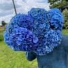 Hortensia azul por unidad