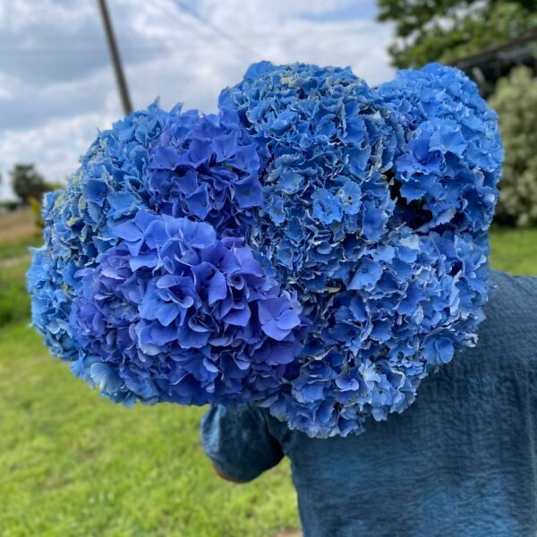 Hortensia azul por unidad