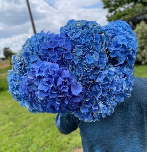 Hortensia azul por unidad