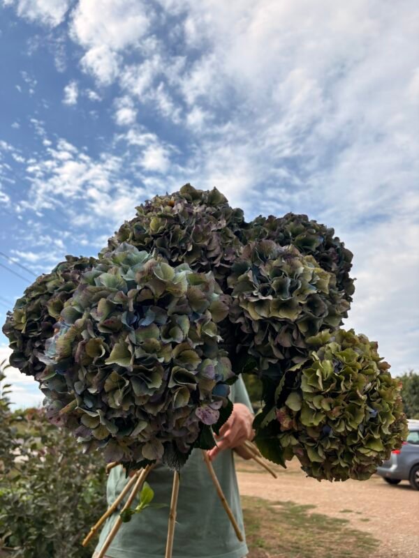 Hortensia “arcoíris” XL para secar.