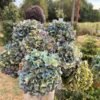 Hortensia “arcoíris” XL para secar.