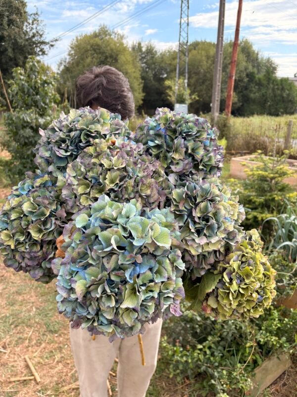 Hortensia “arcoíris” XL para secar.