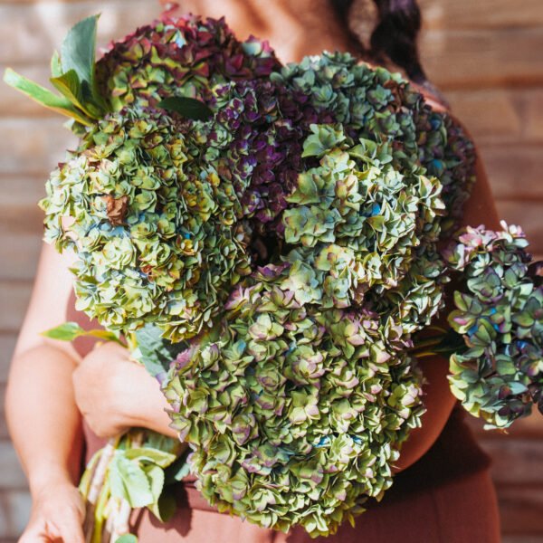 Hortensia doble pétalo para secar