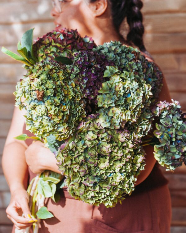 Hortensia doble pétalo para secar