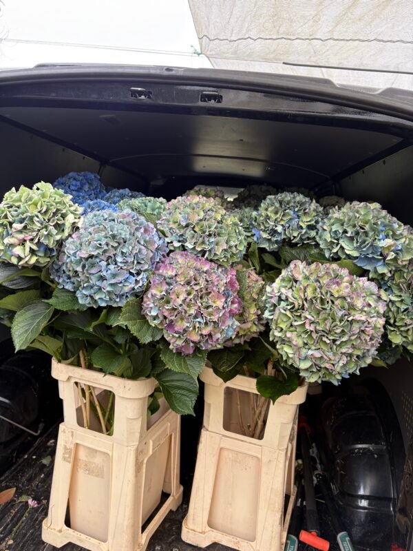 IMG_5347 Hortensia “arcoíris” XL para secar.