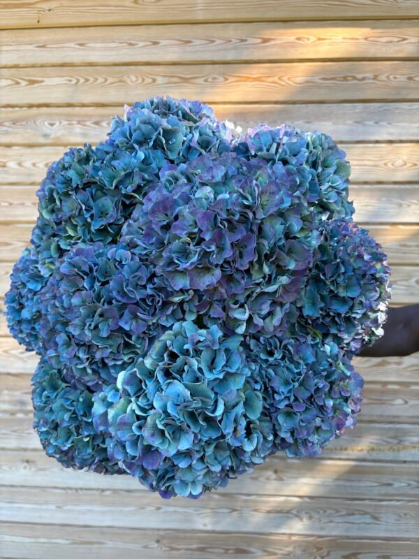IMG_6447 Hortensia “arcoíris” XL para secar.