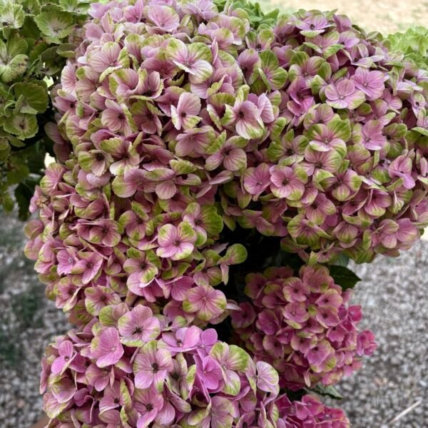 Hortensias "Petite"