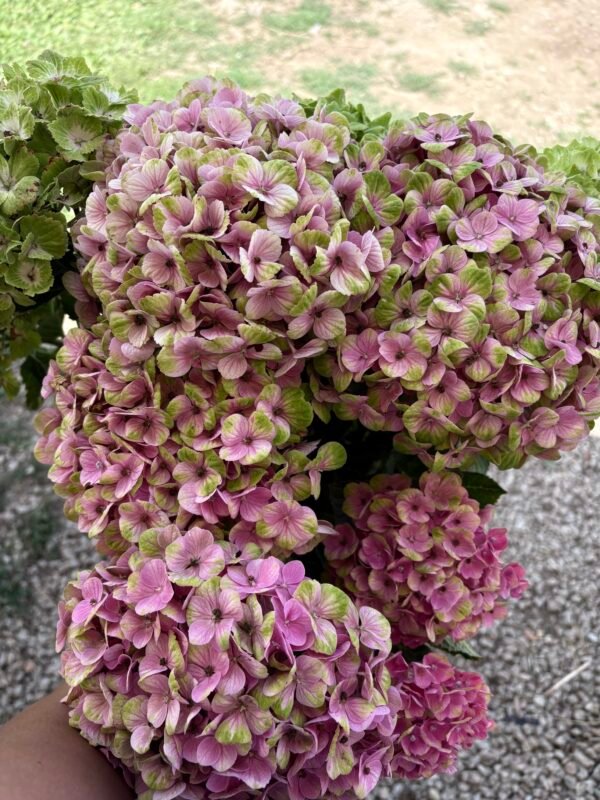 Hortensias "Petite"
