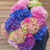 Pack de hortensias multicolor