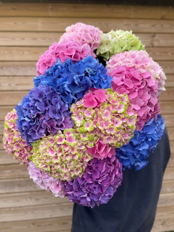 Pack de hortensias multicolor