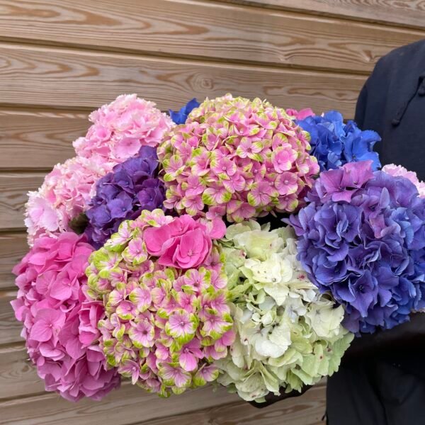 Pack de hortensias multicolor