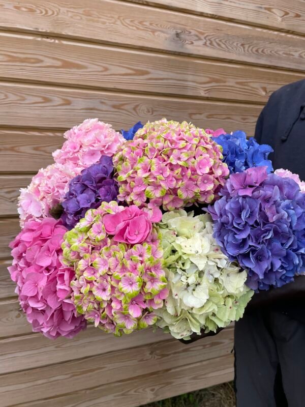 Pack de hortensias multicolor